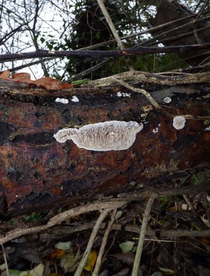 Mostly resupinated fruit body on a fallen tree in Ware, UK.